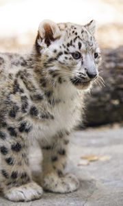 Preview wallpaper snow leopard, kitten, animal, predator, blur