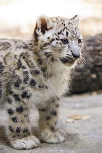 Preview wallpaper snow leopard, kitten, animal, predator, blur