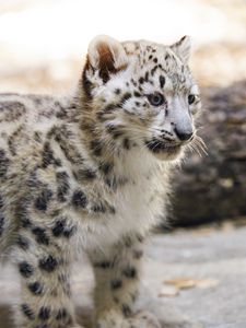 Preview wallpaper snow leopard, kitten, animal, predator, blur