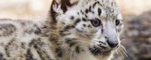 Preview wallpaper snow leopard, kitten, animal, predator, blur