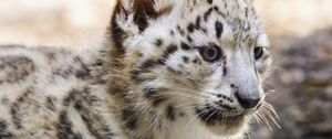 Preview wallpaper snow leopard, kitten, animal, predator, blur