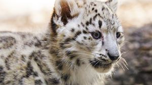 Preview wallpaper snow leopard, kitten, animal, predator, blur