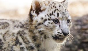 Preview wallpaper snow leopard, kitten, animal, predator, blur