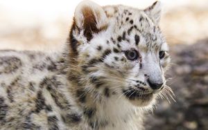 Preview wallpaper snow leopard, kitten, animal, predator, blur