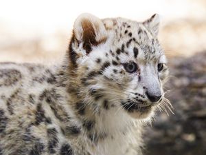 Preview wallpaper snow leopard, kitten, animal, predator, blur