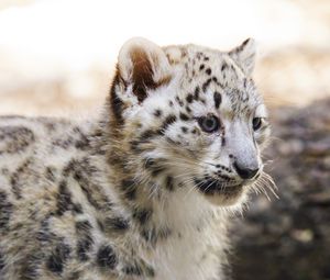 Preview wallpaper snow leopard, kitten, animal, predator, blur