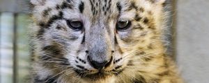 Preview wallpaper snow leopard, kitten, animal, predator, cute