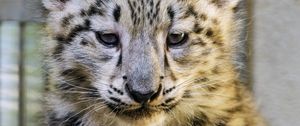 Preview wallpaper snow leopard, kitten, animal, predator, cute