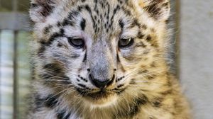 Preview wallpaper snow leopard, kitten, animal, predator, cute