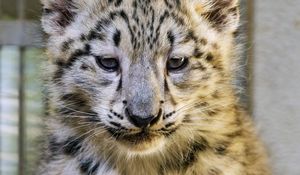 Preview wallpaper snow leopard, kitten, animal, predator, cute