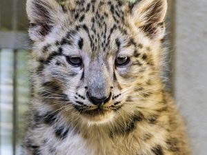 Preview wallpaper snow leopard, kitten, animal, predator, cute