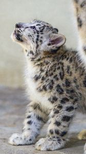 Preview wallpaper snow leopard, kitten, animal, predator, pose
