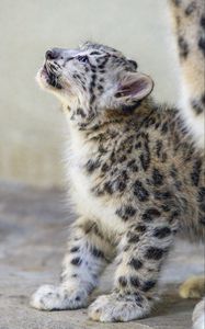 Preview wallpaper snow leopard, kitten, animal, predator, pose