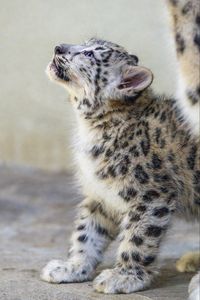 Preview wallpaper snow leopard, kitten, animal, predator, pose