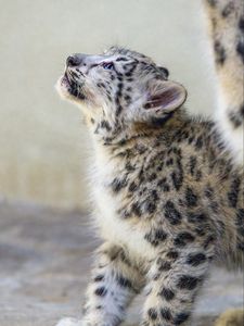 Preview wallpaper snow leopard, kitten, animal, predator, pose