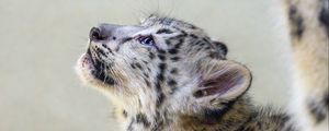 Preview wallpaper snow leopard, kitten, animal, predator, pose