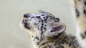 Preview wallpaper snow leopard, kitten, animal, predator, pose