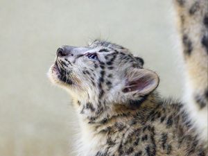 Preview wallpaper snow leopard, kitten, animal, predator, pose