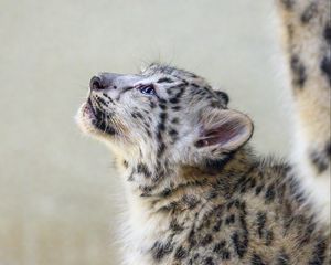 Preview wallpaper snow leopard, kitten, animal, predator, pose
