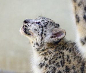 Preview wallpaper snow leopard, kitten, animal, predator, pose