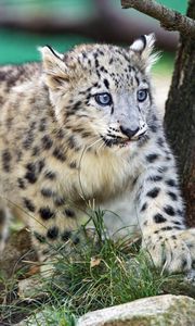 Preview wallpaper snow leopard, kitten, animal, wild, cute