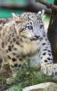 Preview wallpaper snow leopard, kitten, animal, wild, cute