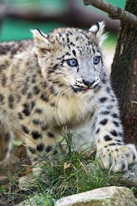 Preview wallpaper snow leopard, kitten, animal, wild, cute