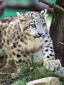 Preview wallpaper snow leopard, kitten, animal, wild, cute