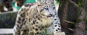 Preview wallpaper snow leopard, kitten, animal, wild, cute