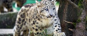 Preview wallpaper snow leopard, kitten, animal, wild, cute