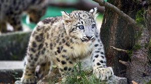 Preview wallpaper snow leopard, kitten, animal, wild, cute