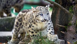 Preview wallpaper snow leopard, kitten, animal, wild, cute