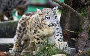 Preview wallpaper snow leopard, kitten, animal, wild, cute