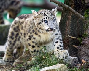 Preview wallpaper snow leopard, kitten, animal, wild, cute