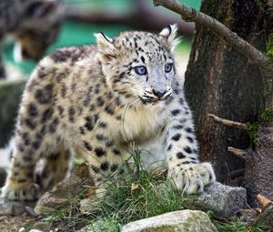 Preview wallpaper snow leopard, kitten, animal, wild, cute