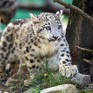 Preview wallpaper snow leopard, kitten, animal, wild, cute