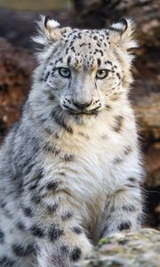 Preview wallpaper snow leopard, kitten, animal, wild, white