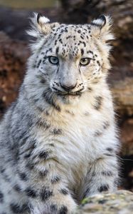 Preview wallpaper snow leopard, kitten, animal, wild, white