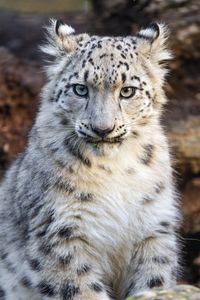 Preview wallpaper snow leopard, kitten, animal, wild, white