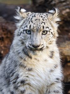 Preview wallpaper snow leopard, kitten, animal, wild, white