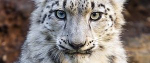 Preview wallpaper snow leopard, kitten, animal, wild, white