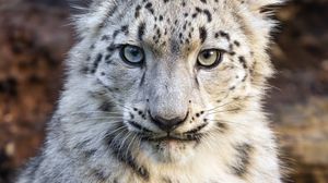 Preview wallpaper snow leopard, kitten, animal, wild, white