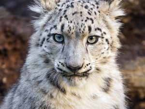 Preview wallpaper snow leopard, kitten, animal, wild, white