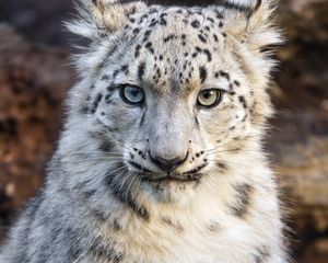 Preview wallpaper snow leopard, kitten, animal, wild, white