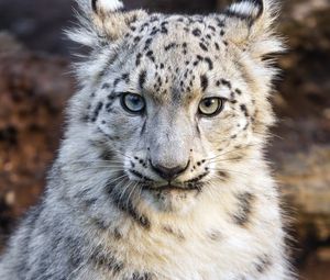 Preview wallpaper snow leopard, kitten, animal, wild, white