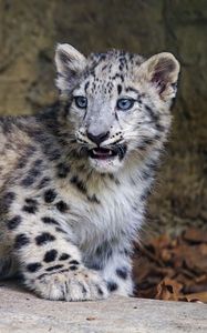 Preview wallpaper snow leopard, kitten, big cat, animal, wild