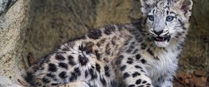 Preview wallpaper snow leopard, kitten, big cat, animal, wild