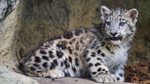 Preview wallpaper snow leopard, kitten, big cat, animal, wild