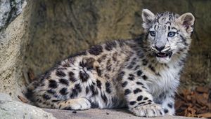 Preview wallpaper snow leopard, kitten, big cat, animal, wild