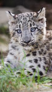 Preview wallpaper snow leopard, kitten, cub, wildlife, animal